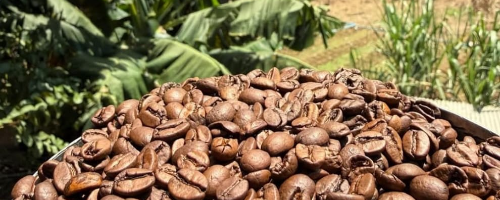Café Estulano 